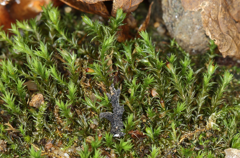 Schistidium canadense